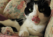 Cool Pet Photo