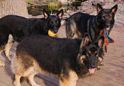 Cool Pet Photo
