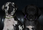 Cool Pet Photo