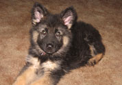 Cute Pet Photo