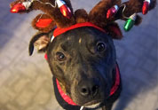 Cool Pet Photo