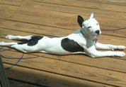 Cool Pet Photo