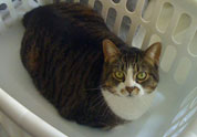 Cool Pet Photo