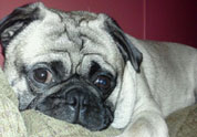 Cute Pet Photo