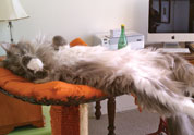 Cool Pet Photo