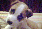 Cool Pet Photo