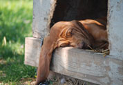 Cool Pet Photo