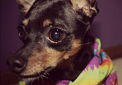 Cool Pet Photo