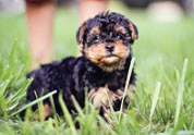 Cool Pet Photo