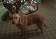 Cool Pet Photo