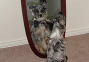 Cool Pet Photo