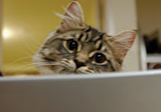 Cool Pet Photo