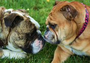 Cool Pet Photo