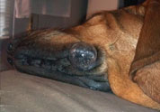 Cool Pet Photo