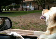 Cool Pet Photo