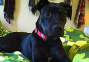 Cool Pet Photo