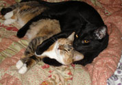 Cool Pet Photo