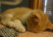 Cool Pet Photo