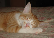 Cool Pet Photo