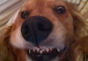 Cool Pet Photo