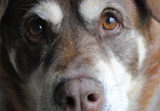 Cool Pet Photo
