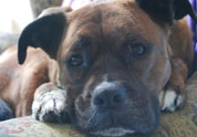 Cool Pet Photo