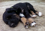 Cool Pet Photo