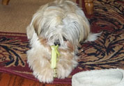 Cool Pet Photo