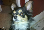 Cute Pet Photo