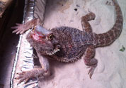 Cool Pet Photo