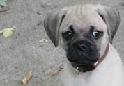 Cool Pet Photo