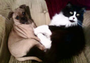 Cool Pet Photo
