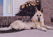 Cute Pet Photo