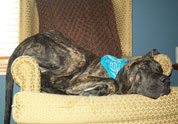 Cool Pet Photo