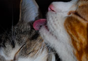 Cool Pet Photo