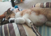 Cool Pet Photo