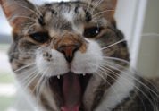 Cool Pet Photo