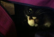 Cool Pet Photo