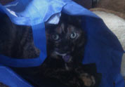Cool Pet Photo