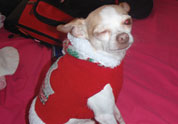Cool Pet Photo