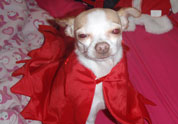 Cool Pet Photo