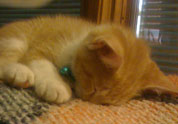 Cool Pet Photo