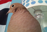 Cool Pet Photo