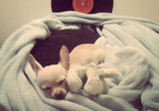 Cool Pet Photo