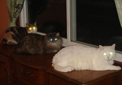 Cool Pet Photo