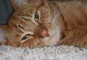 Cool Pet Photo