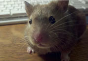 Cool Pet Photo