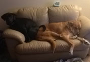 Cool Pet Photo