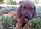Cool Pet Photo