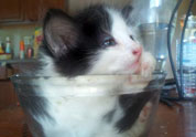Cool Pet Photo